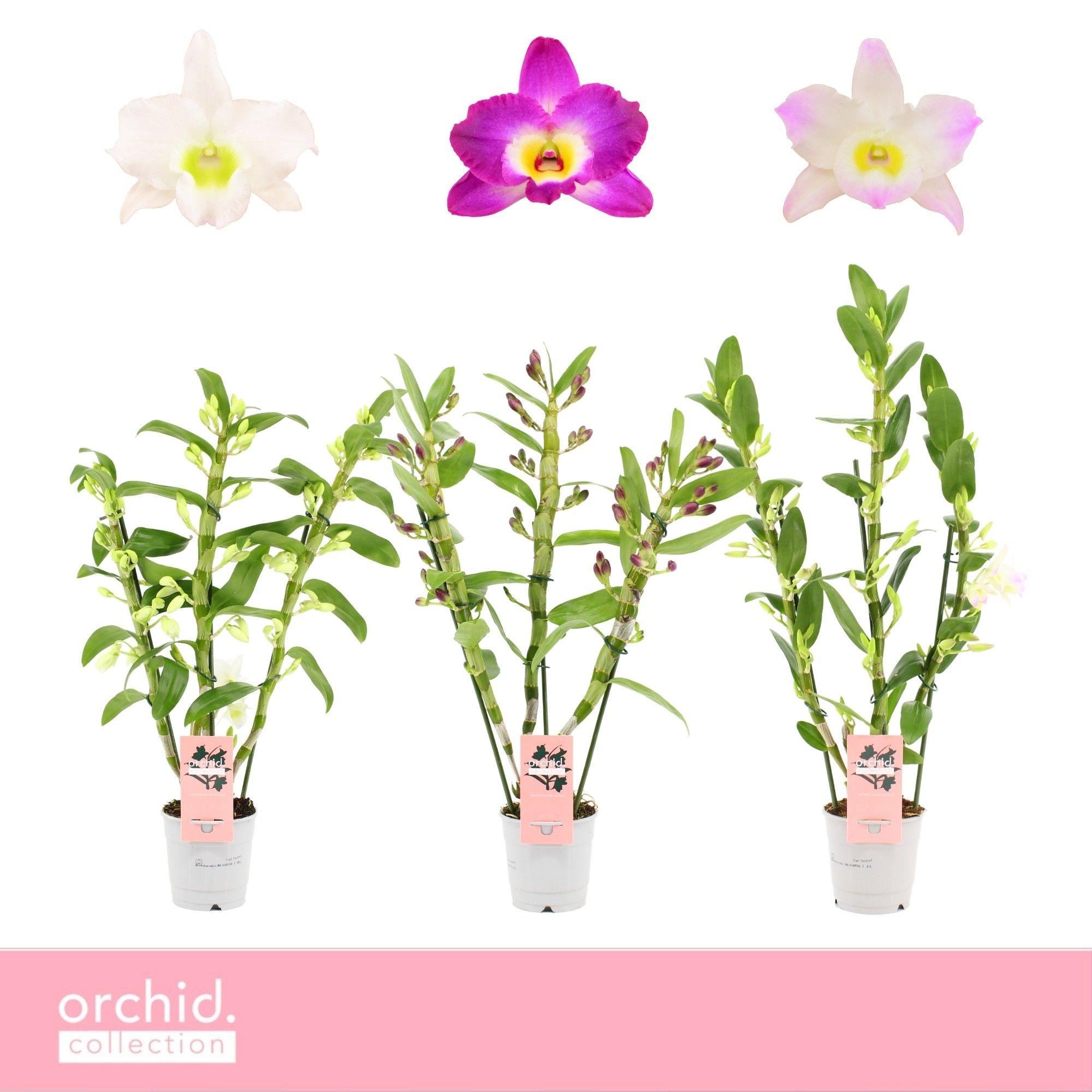 Горшечные цветы и растения оптом Dendr Nob 3st Mix Orchid Collection от 10шт из Голландии с доставкой по России