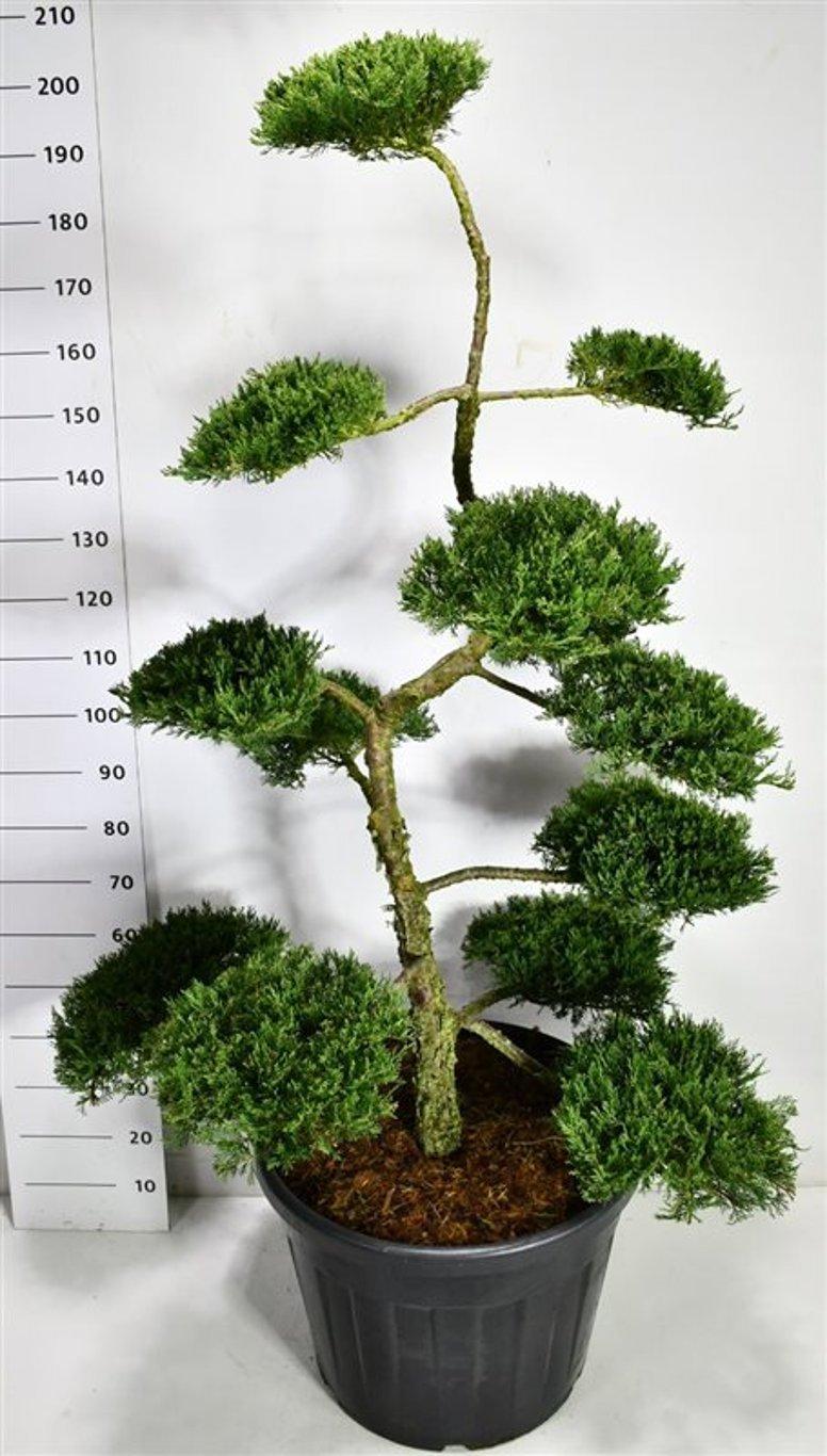 Горшечные цветы и растения оптом Juniperus Sab Rockery Gem от 1шт из Голландии с доставкой по России