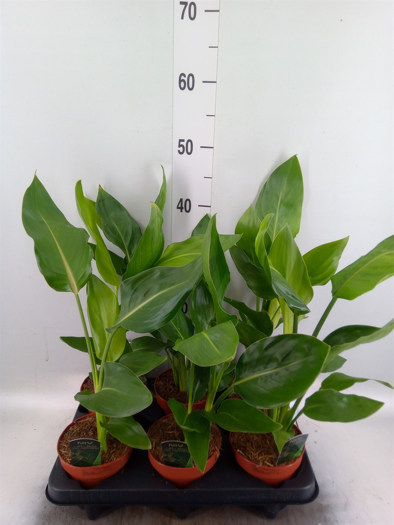 Горшечные цветы и растения оптом Strelitzia Reg.   ...no Flowers от 6шт из Голландии с доставкой по России