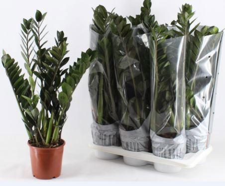 Горшечные цветы и растения оптом Zamioculcas Super Nova от 6шт из Голландии с доставкой по России
