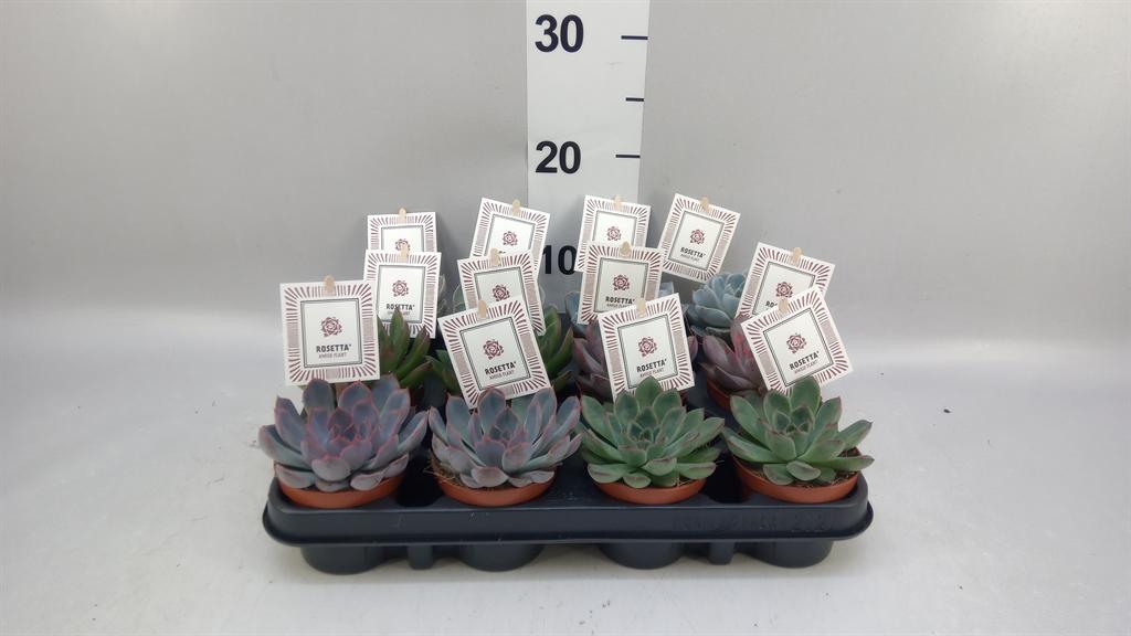 Горшечные цветы и растения оптом Echeveria rosetta ...mix от 12шт (для телеги) из Голландии с доставкой по России