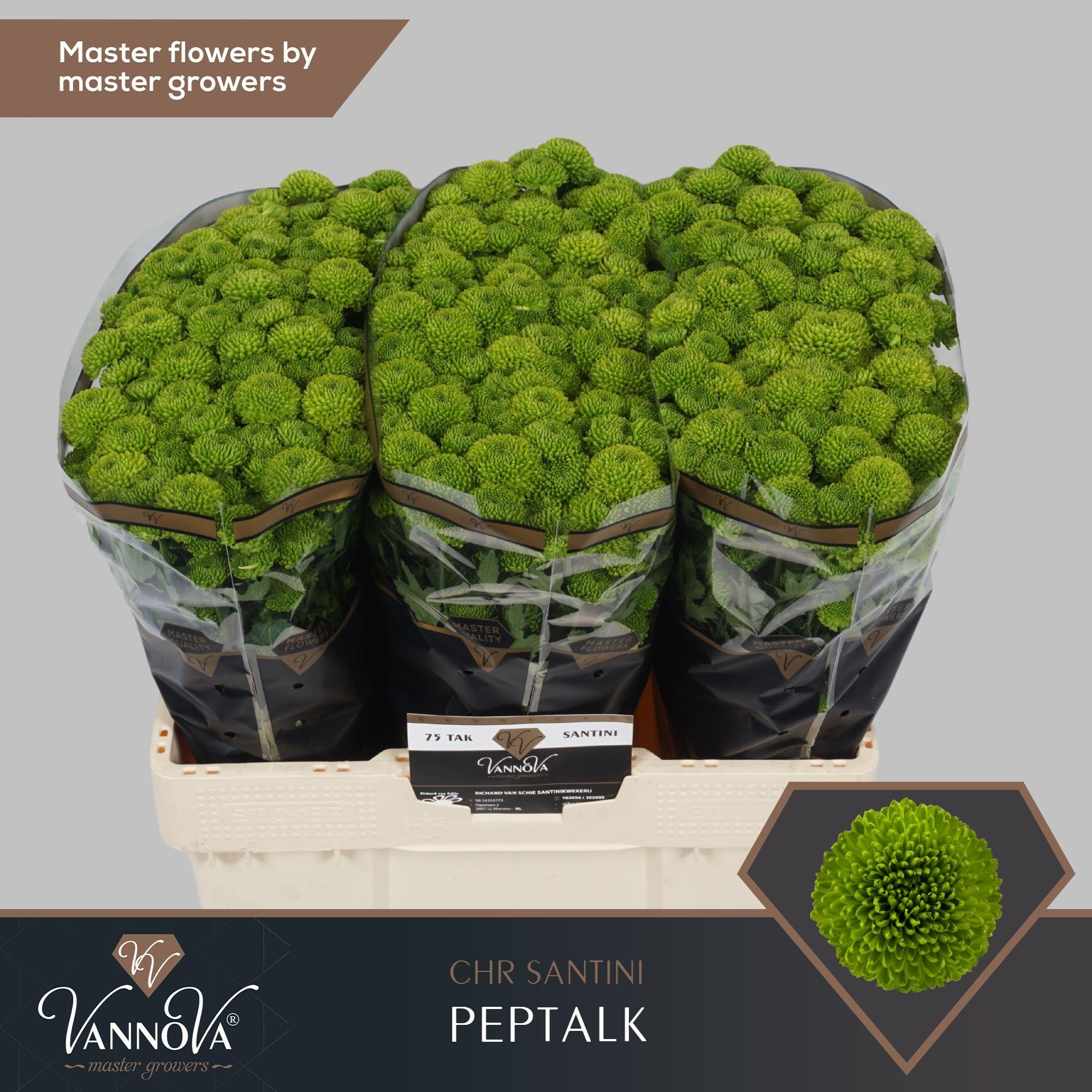 Срезанные цветы оптом Chrys sa peptalk от 150шт.. из Голландии с доставкой по России