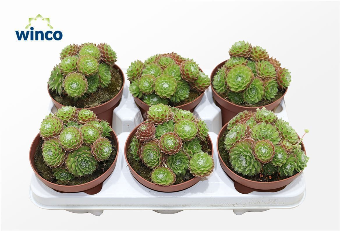 Горшечные цветы и растения оптом Sempervivum Arachnoidum от 6шт из Голландии с доставкой по России