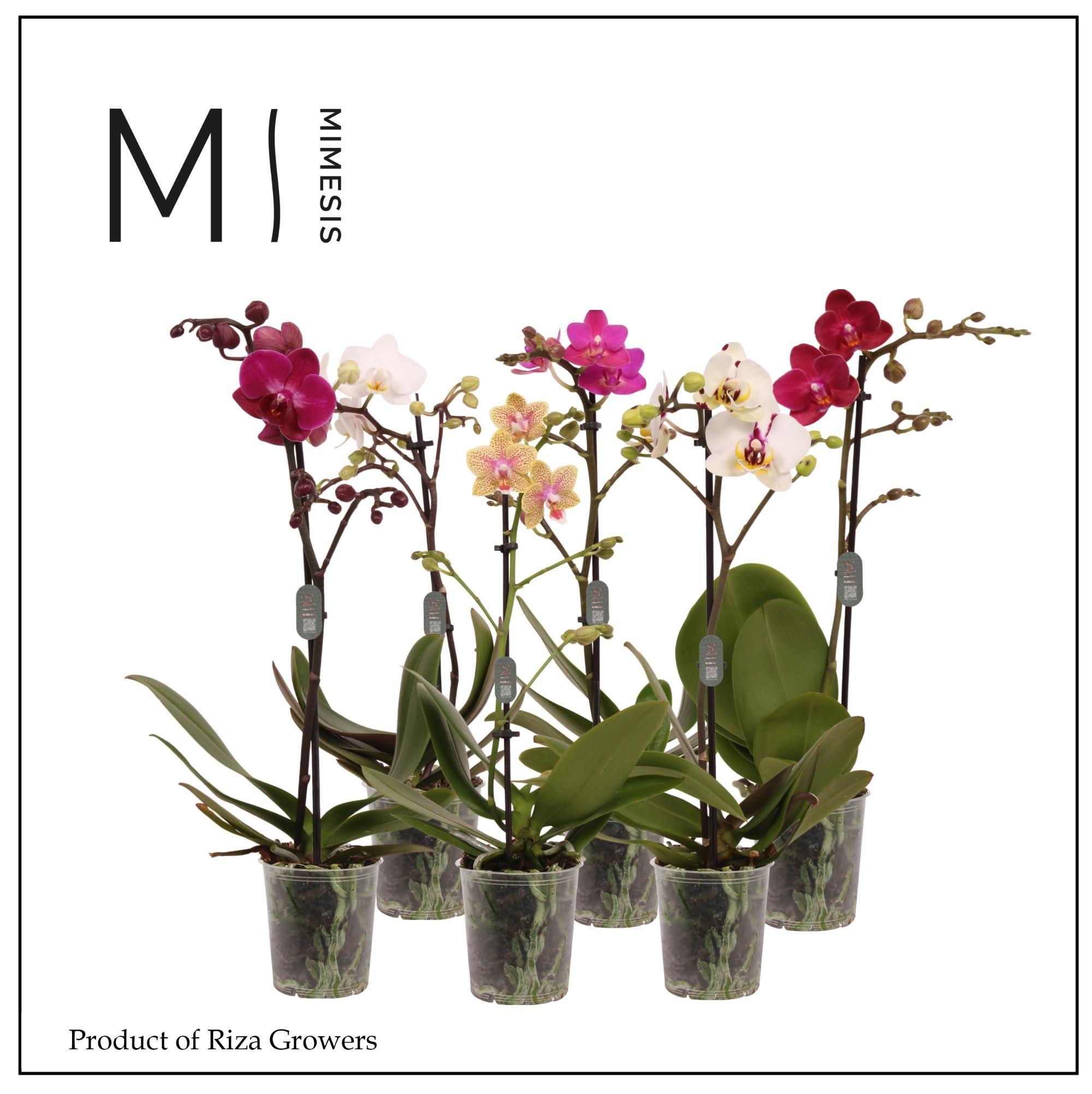 Горшечные цветы и растения оптом Phal 1st Mix 9+ (mimesis) от 12шт (для телеги) из Голландии с доставкой по России