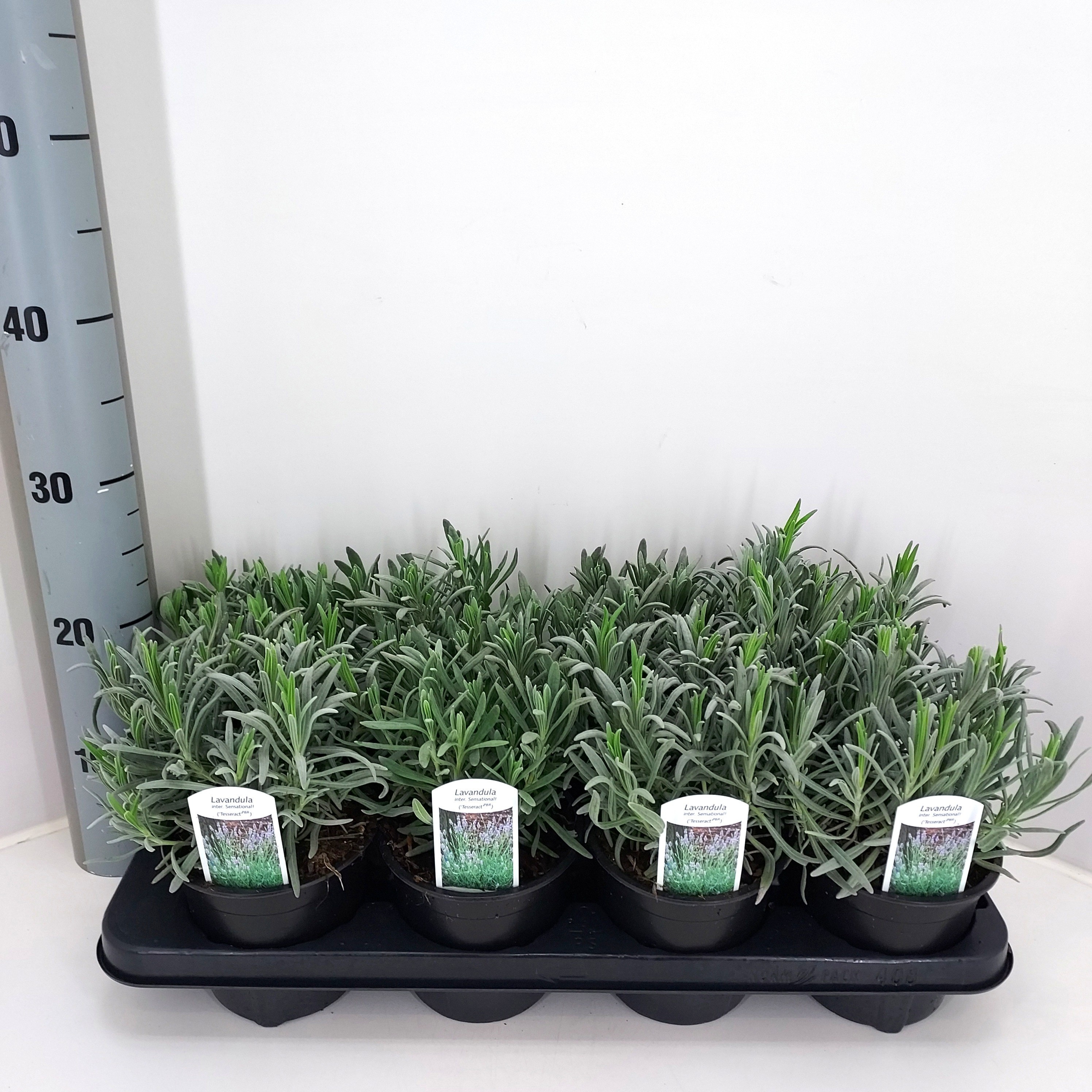 Горшечные цветы и растения оптом Lavan In Sensational от 8шт из Голландии с доставкой по России