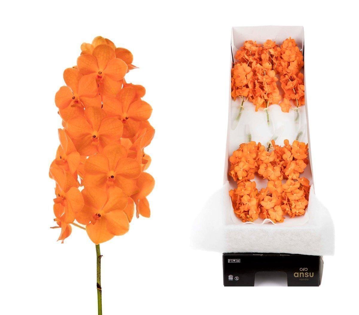 Срезанные цветы оптом Vanda natcha princess orange per stem от 5шт. из Голландии с доставкой по России