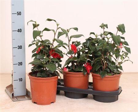 Горшечные цветы и растения оптом Camellia Japonica Red от 3шт из Голландии с доставкой по России