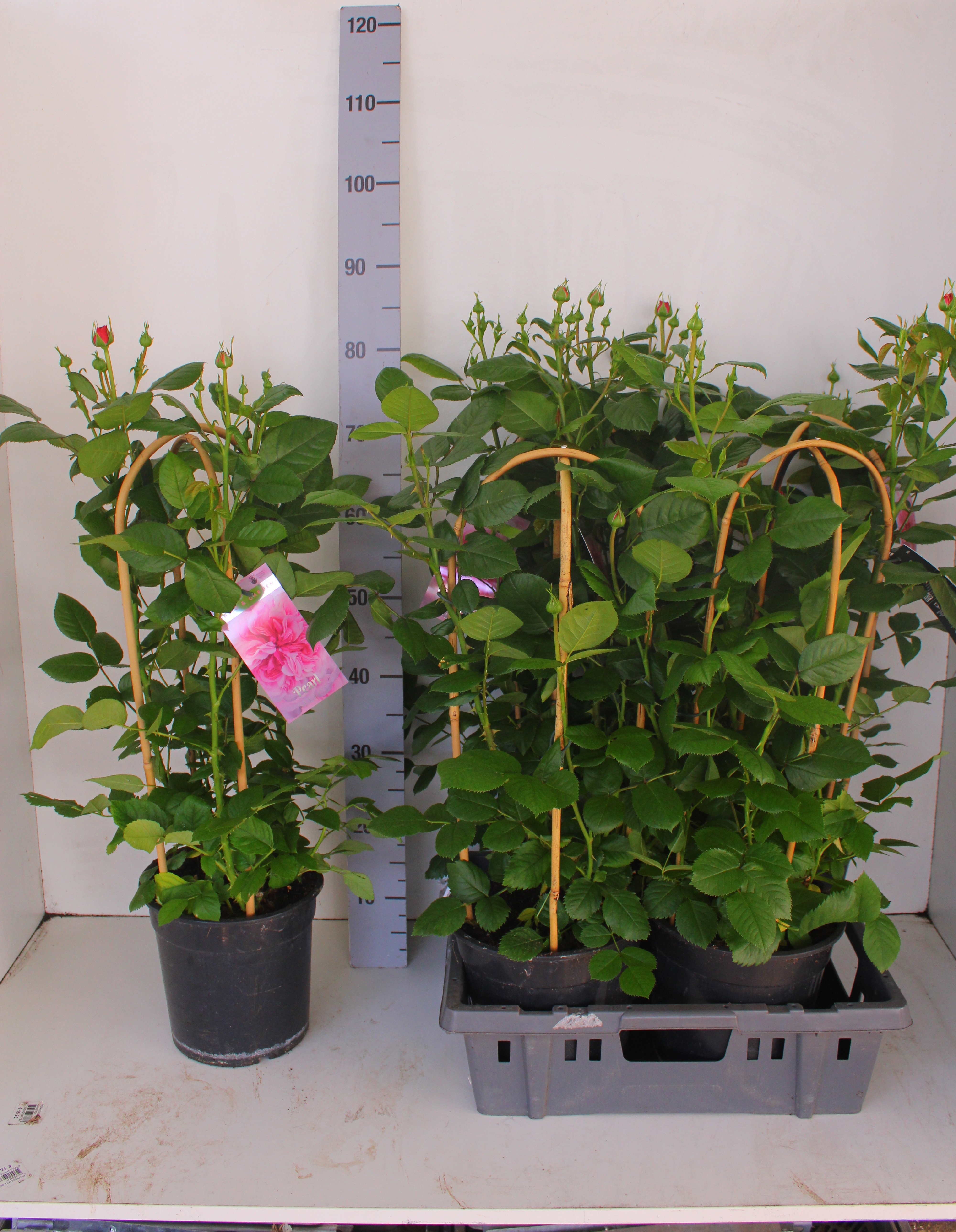 Горшечные цветы и растения оптом Rosa Fl Pearl Select от 4шт из Голландии с доставкой по России