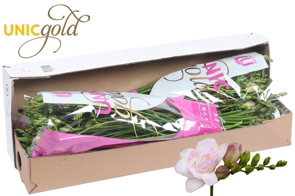 Срезанные цветы оптом Freesia do rosario от 100шт из Голландии с доставкой по России