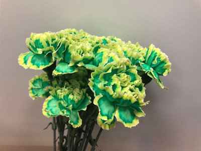 Срезанные цветы оптом Dianthus st paint brasil от 80шт из Голландии с доставкой по России