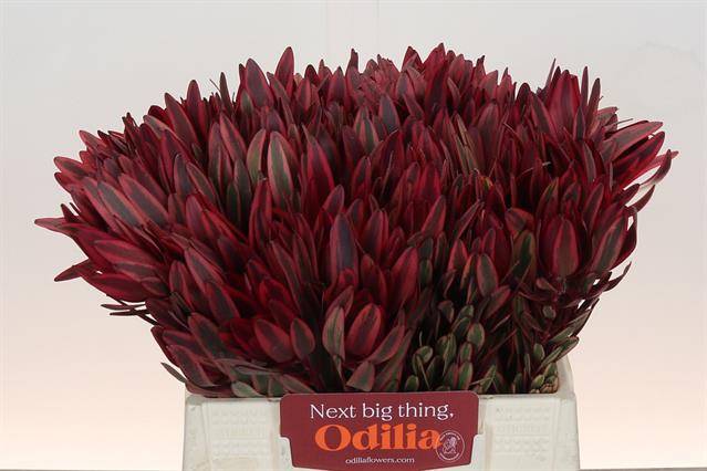 Срезанные цветы оптом Leucadendron jester от 80шт из Голландии с доставкой по России