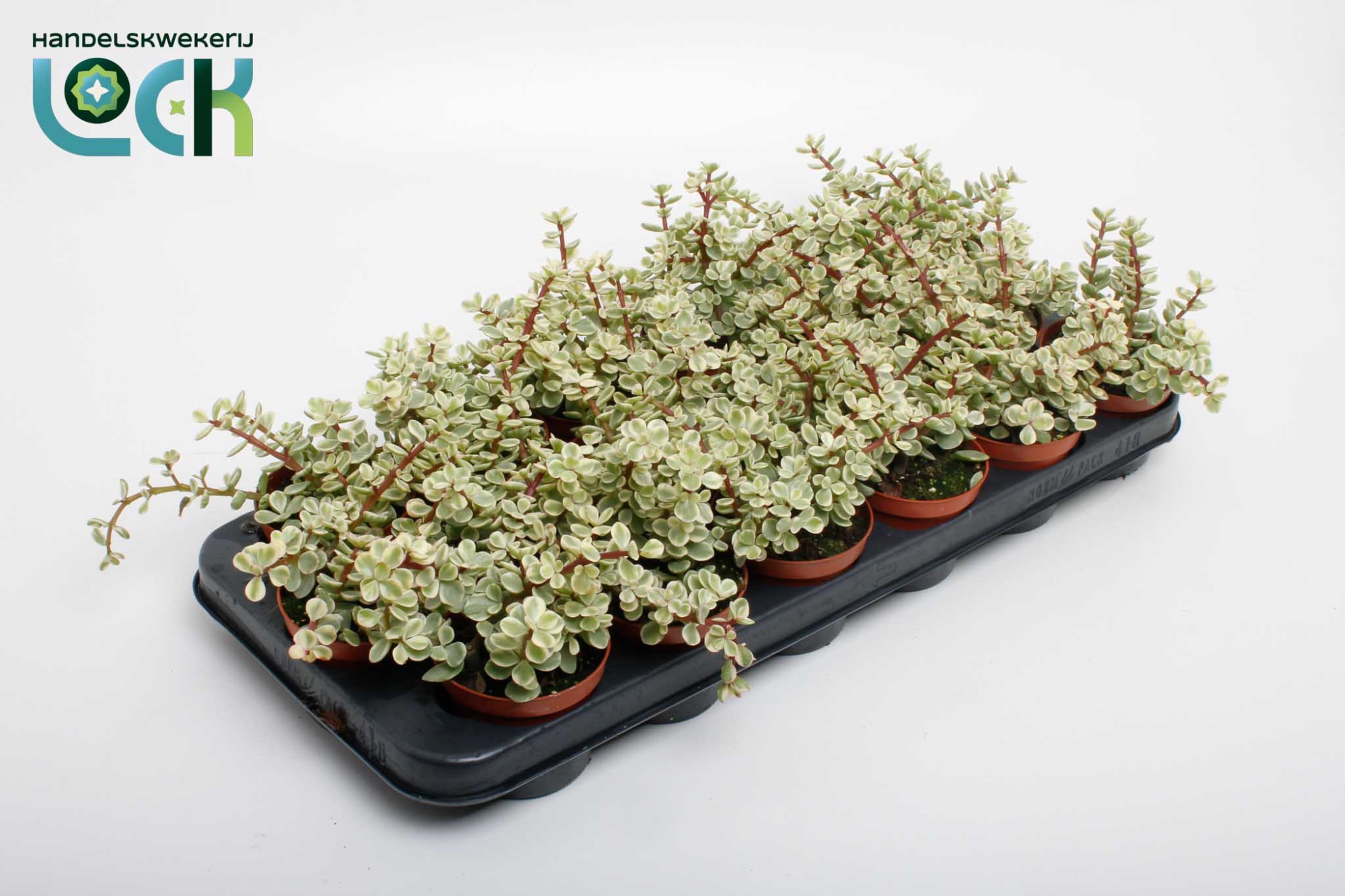 Горшечные цветы и растения оптом Portulacaria Afra Varigata от 12шт (для телеги) из Голландии с доставкой по России