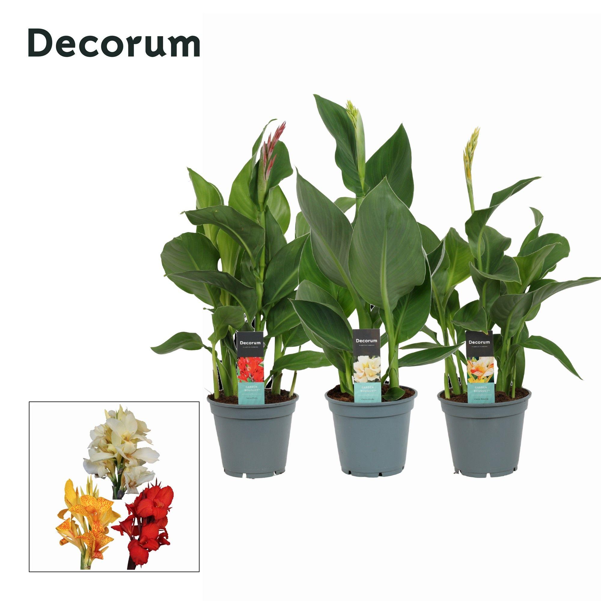 Горшечные цветы и растения оптом Canna Mix (decorum) от 6шт из Голландии с доставкой по России