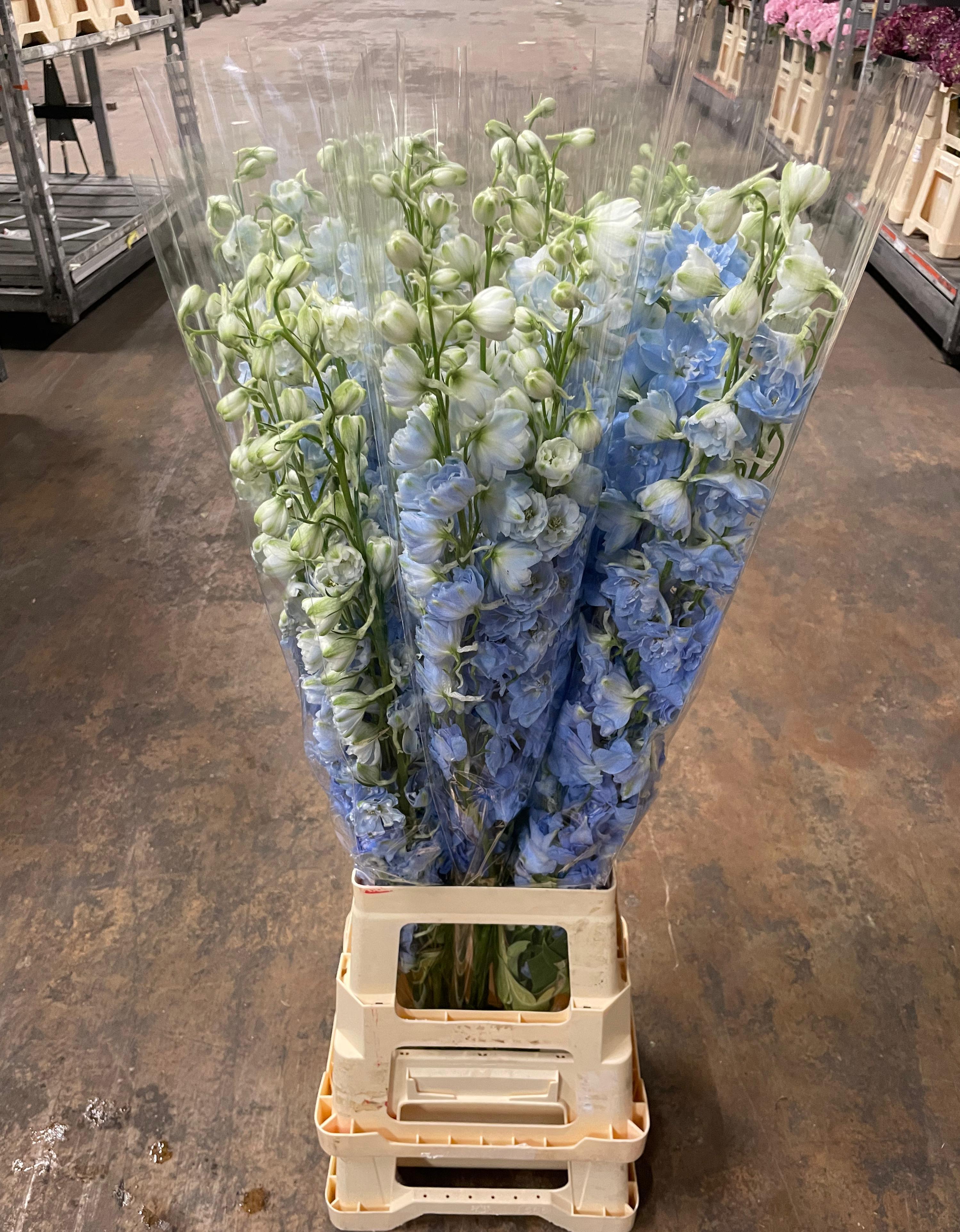 Срезанные цветы оптом Delphinium el dewi boy от 30шт из Голландии с доставкой по России