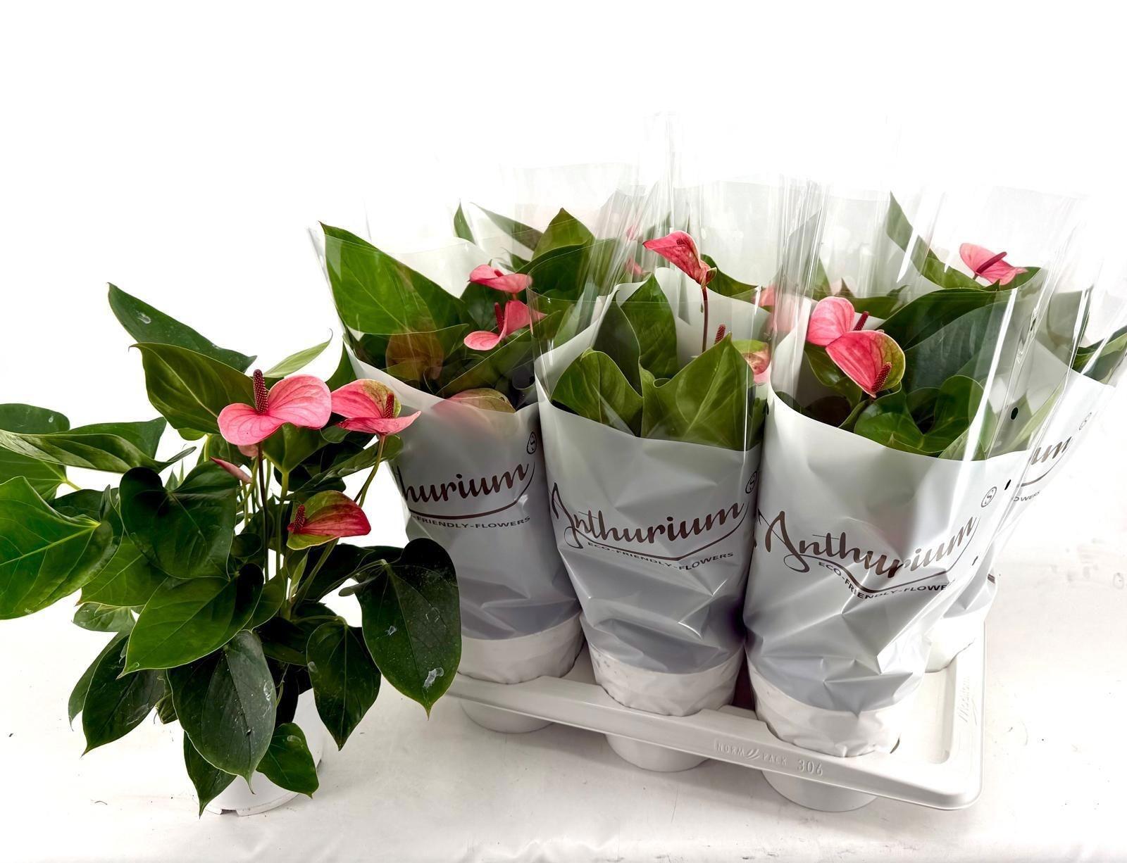 Горшечные цветы и растения оптом Anthu A Mystique от 6шт из Голландии с доставкой по России