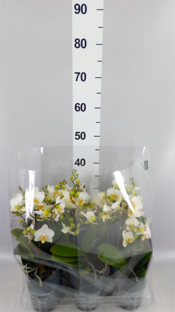Горшечные цветы и растения оптом Phalaenopsis Multi. ant Lausanne от 6шт из Голландии с доставкой по России