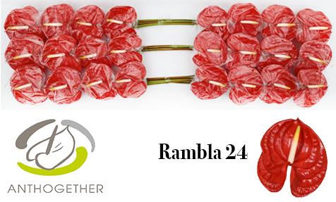 Срезанные цветы оптом Anthurium rambla от 24шт из Голландии с доставкой по России