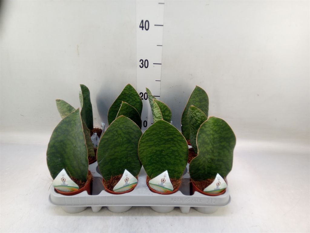 Горшечные цветы и растения оптом Sansevieria Grandis от 12шт (для телеги) из Голландии с доставкой по России