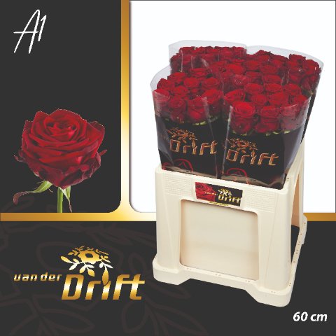 Срезанные цветы оптом Rosa large red naomi! Drift от 50шт. из Голландии с доставкой по России