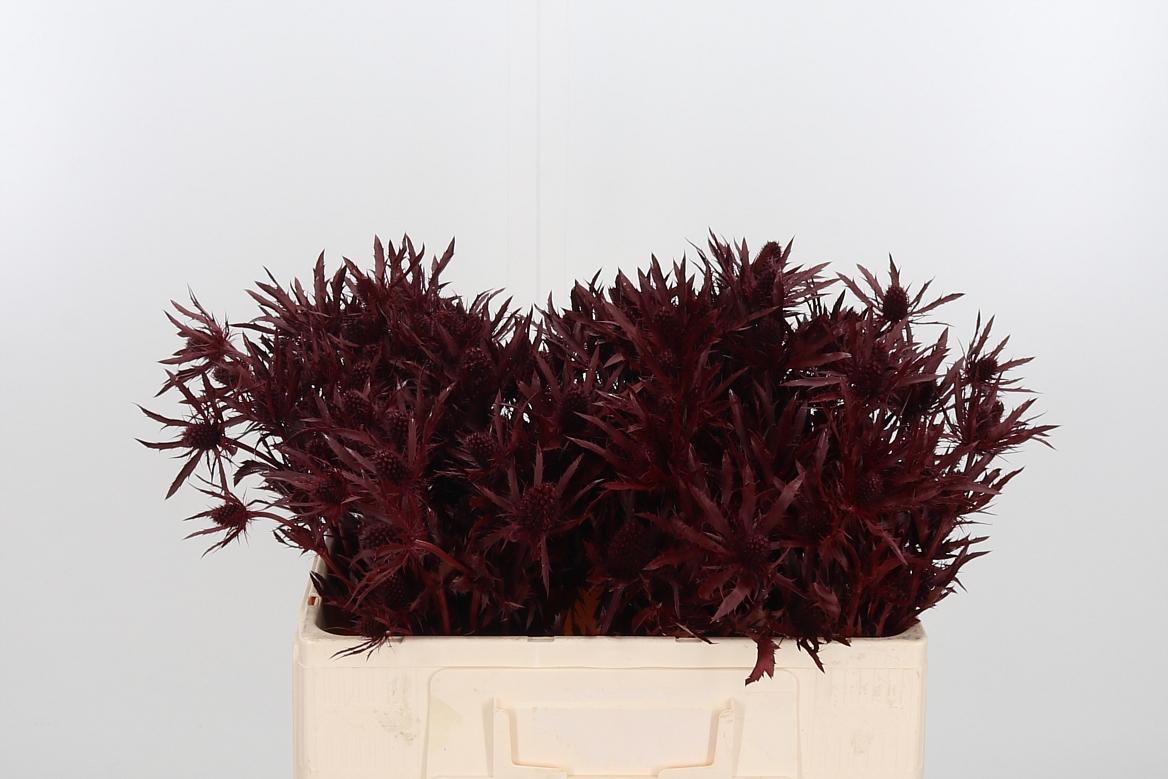 Срезанные цветы оптом Eryngium orion paint bordeaux от 50шт из Голландии с доставкой по России