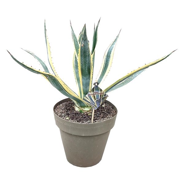 Горшечные цветы и растения оптом Agave Americana Variegata от 1шт из Голландии с доставкой по России