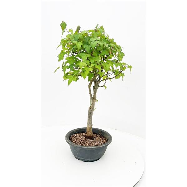Горшечные цветы и растения оптом Bonsai Acer Buergerianum, от 5шт из Голландии с доставкой по России