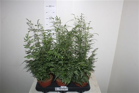 Горшечные цветы и растения оптом Pteris Evergemienis от 6шт из Голландии с доставкой по России