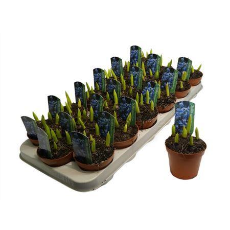 Горшечные цветы и растения оптом Scilla Blauw от 18шт (для телеги) из Голландии с доставкой по России