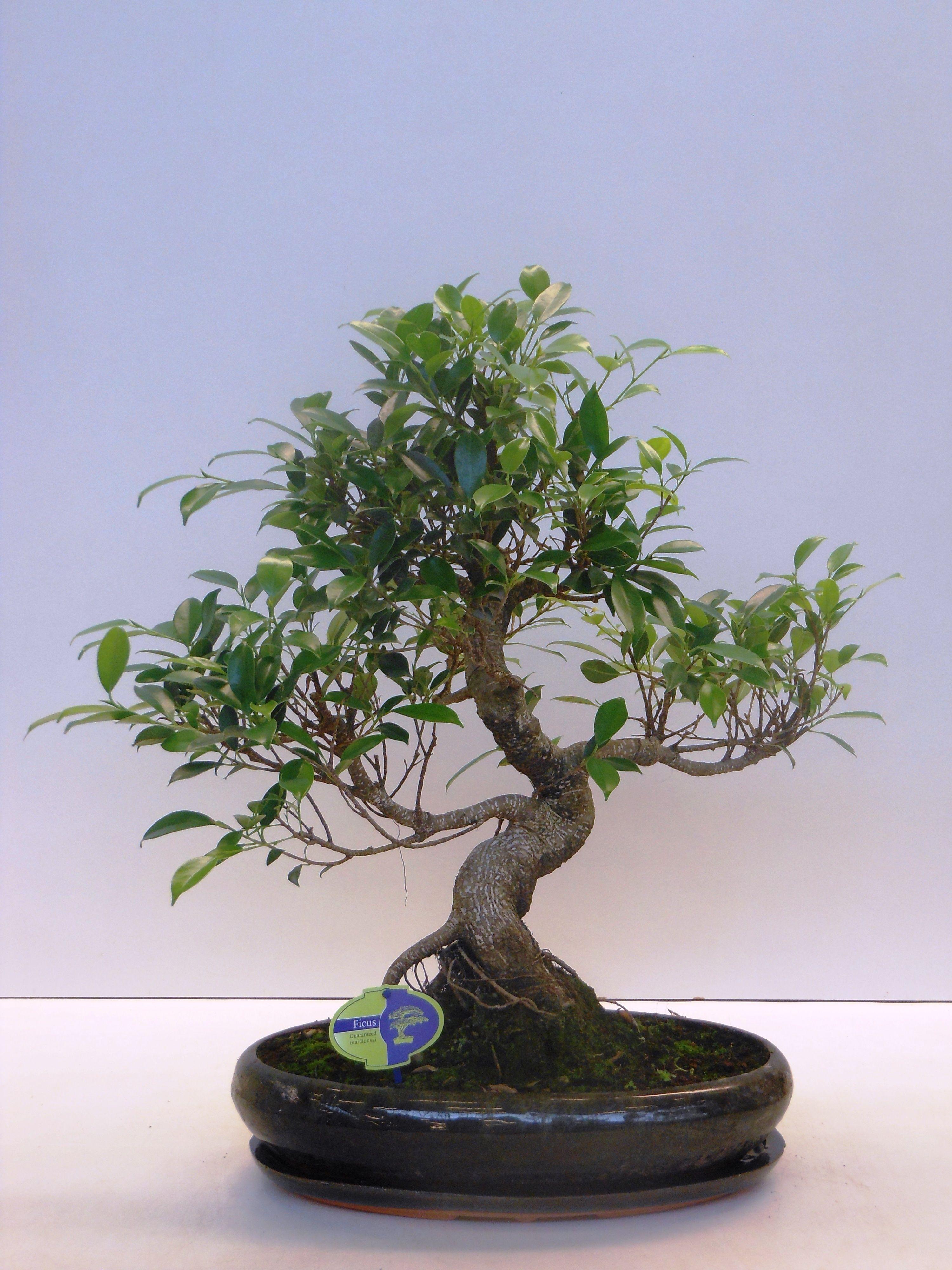 Горшечные цветы и растения оптом Bonsai Ficus Retusa, With Drip Tray от 1шт из Голландии с доставкой по России