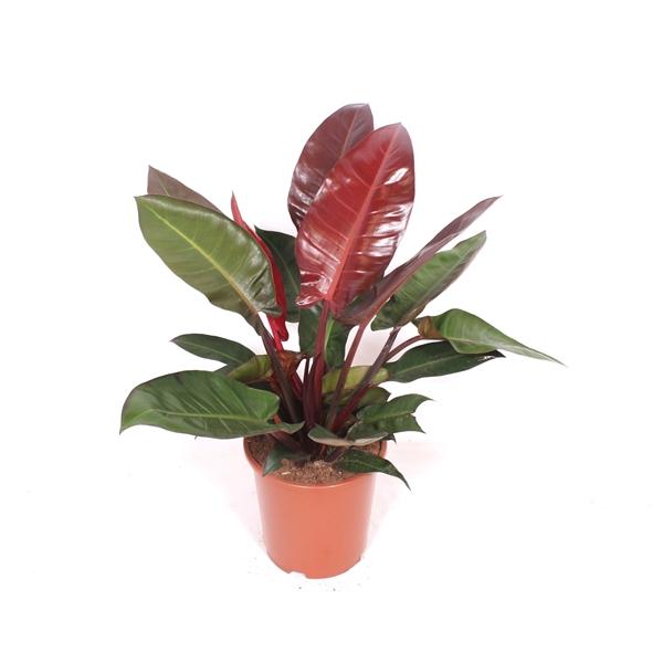 Горшечные цветы и растения оптом Philodendron Sun Red от 1шт из Голландии с доставкой по России