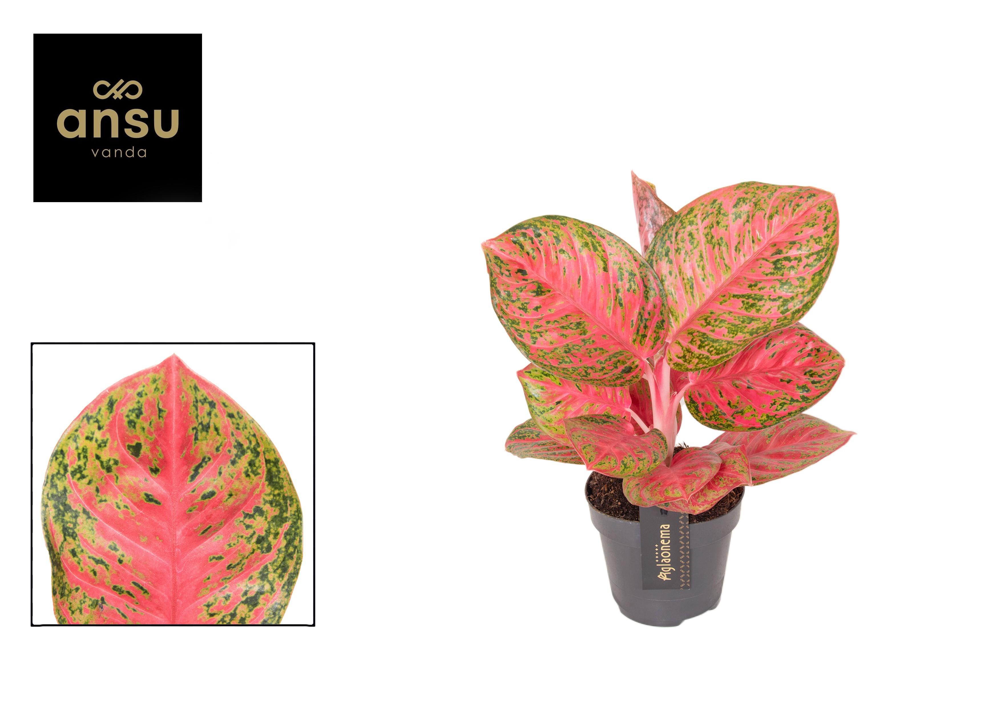 Горшечные цветы и растения оптом Aglaonema Red Balloon от 6шт из Голландии с доставкой по России