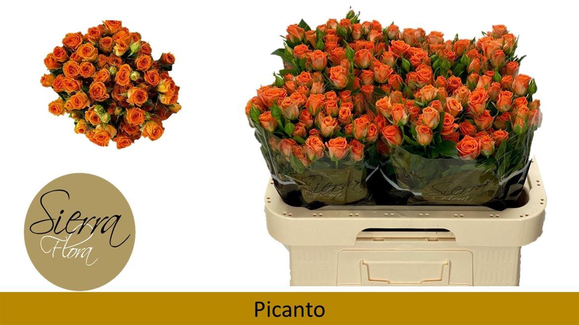 Срезанные цветы оптом Rosa spray picanto от 40шт из Голландии с доставкой по России