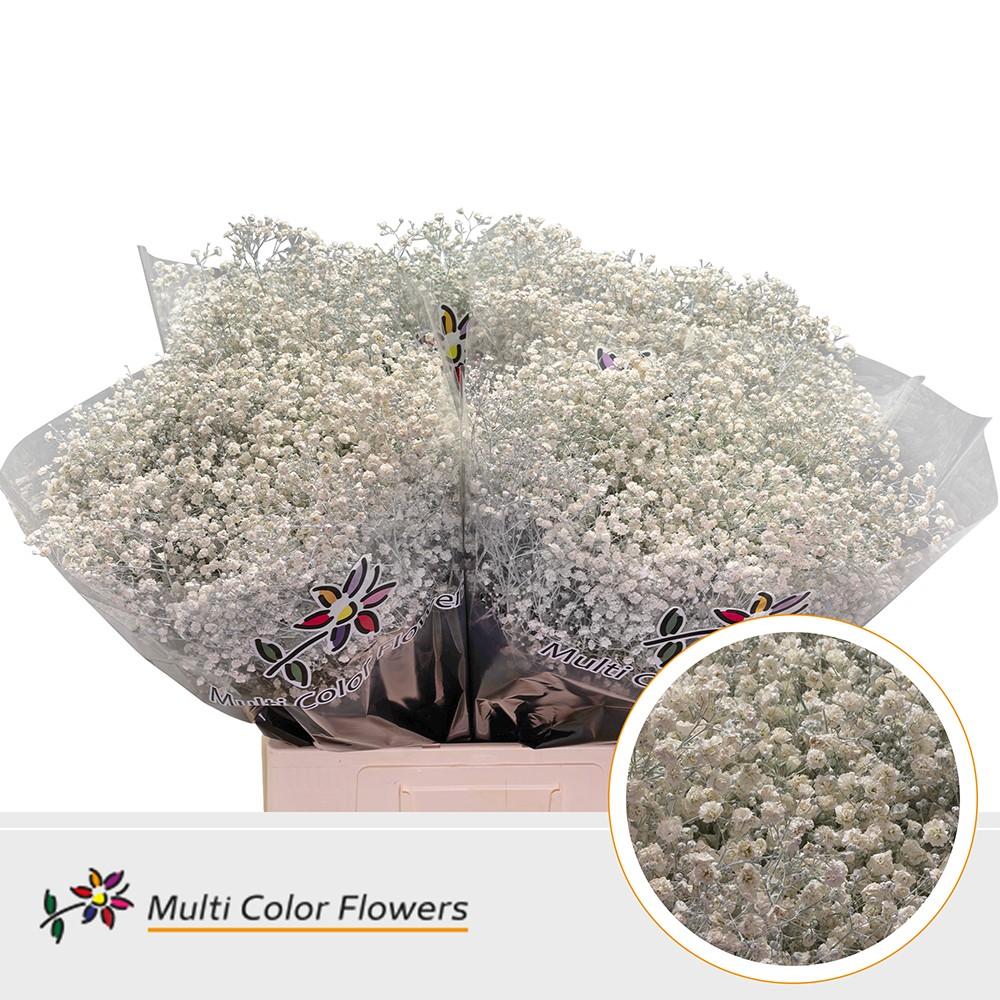 Срезанные цветы оптом Gyps large paint white от 100шт из Голландии с доставкой по России