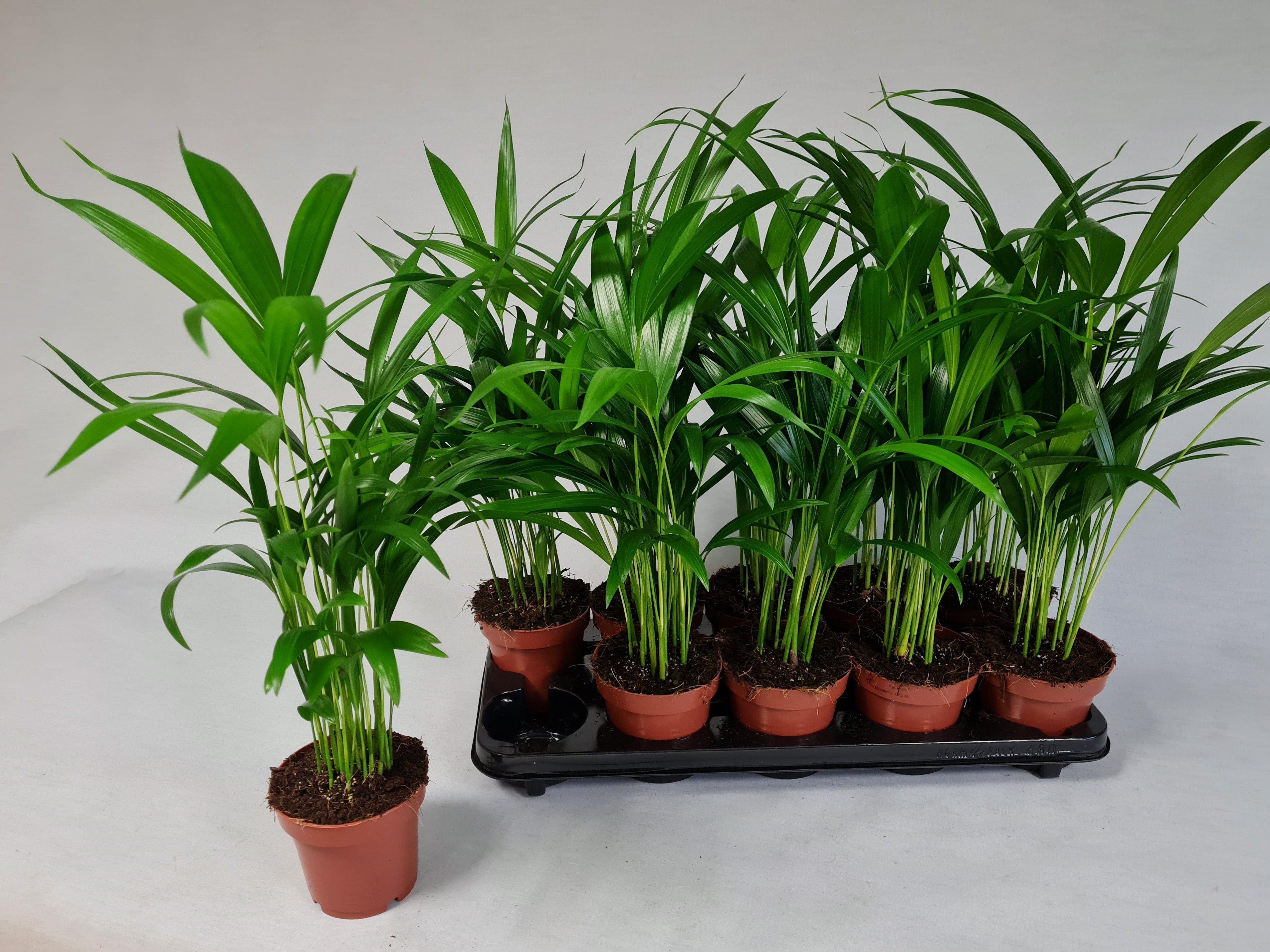 Горшечные цветы и растения оптом Dypsis Lutescens от 10шт из Голландии с доставкой по России