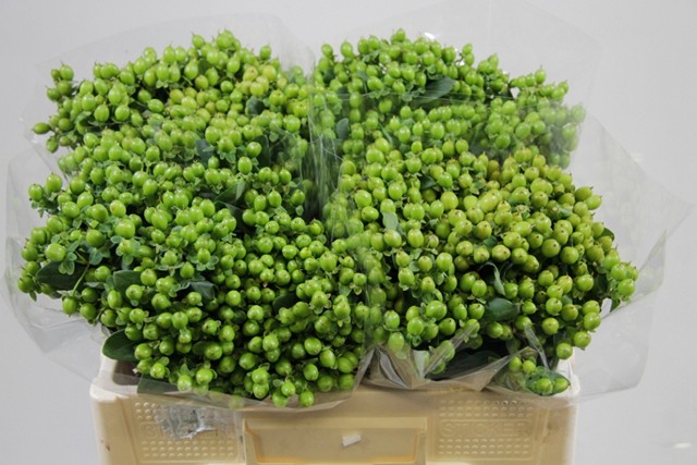 Срезанные цветы оптом Hypericum green от 100шт из Голландии с доставкой по России