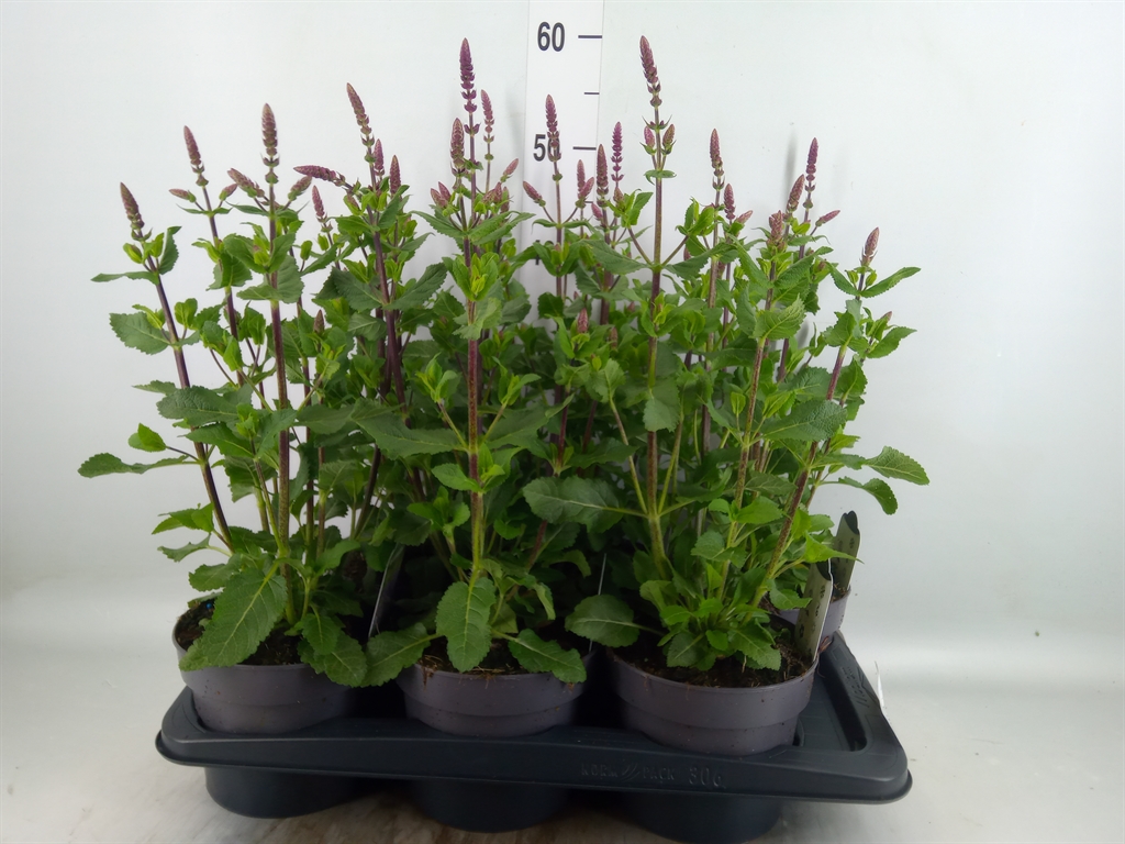 Горшечные цветы и растения оптом Salvia Nemorosa от 6шт из Голландии с доставкой по России