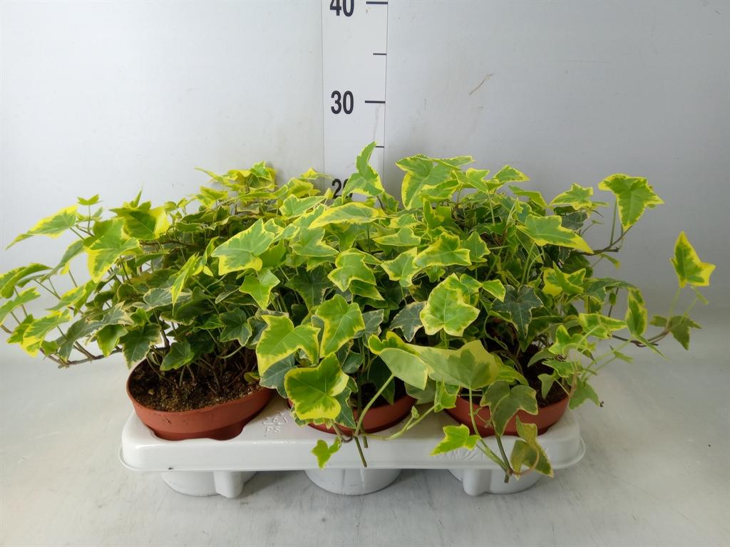 Горшечные цветы и растения оптом Hedera Helix   ...mix Varie Yello от 6шт из Голландии с доставкой по России