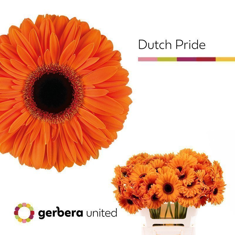 Срезанные цветы оптом Gerbera dutch pride от 50шт. из Голландии с доставкой по России