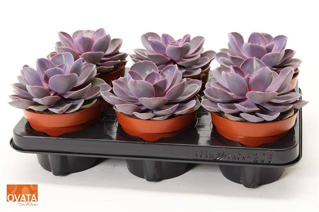 Горшечные цветы и растения оптом Echeveria Purple Pearl от 6шт из Голландии с доставкой по России