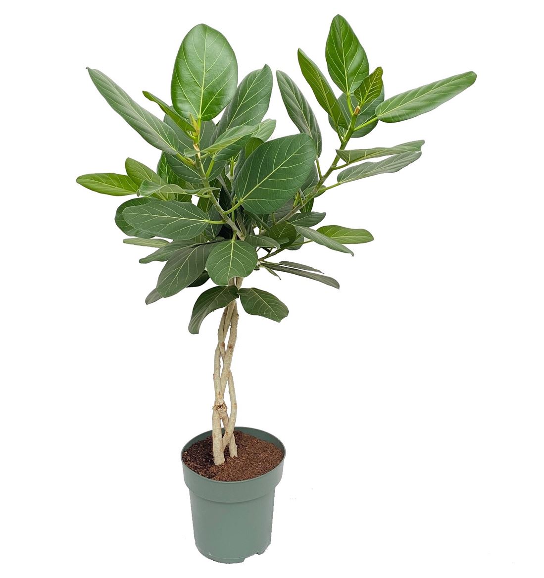 Горшечные цветы и растения оптом Ficus Ben Audrey Twisted Stem от 1шт из Голландии с доставкой по России