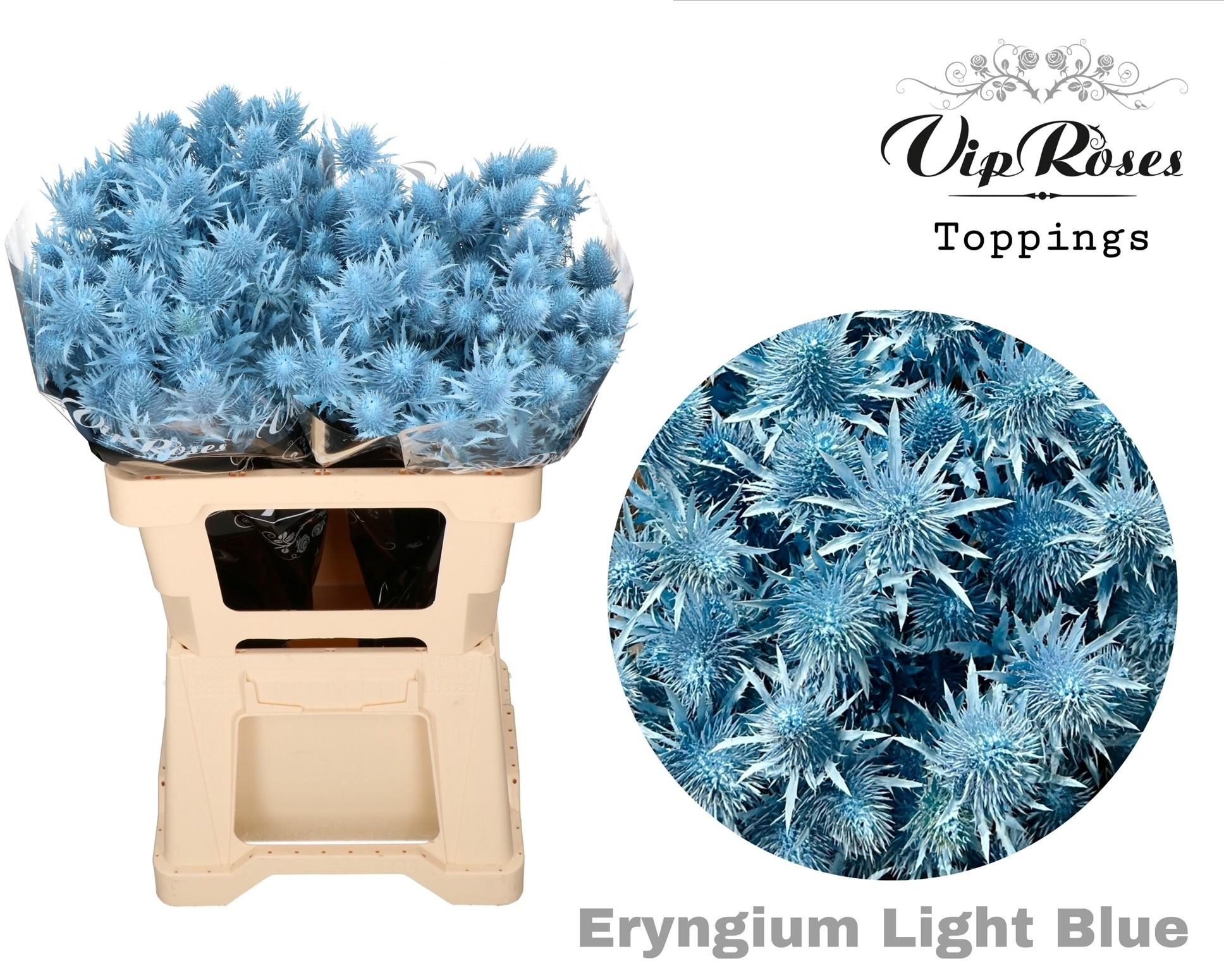 Срезанные цветы оптом Eryngium supernova paint blue light от 20шт из Голландии с доставкой по России