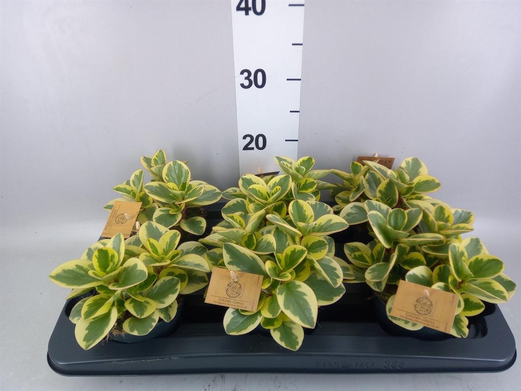 Горшечные цветы и растения оптом Peperomia Obt. obtipan Bicolor от 6шт из Голландии с доставкой по России