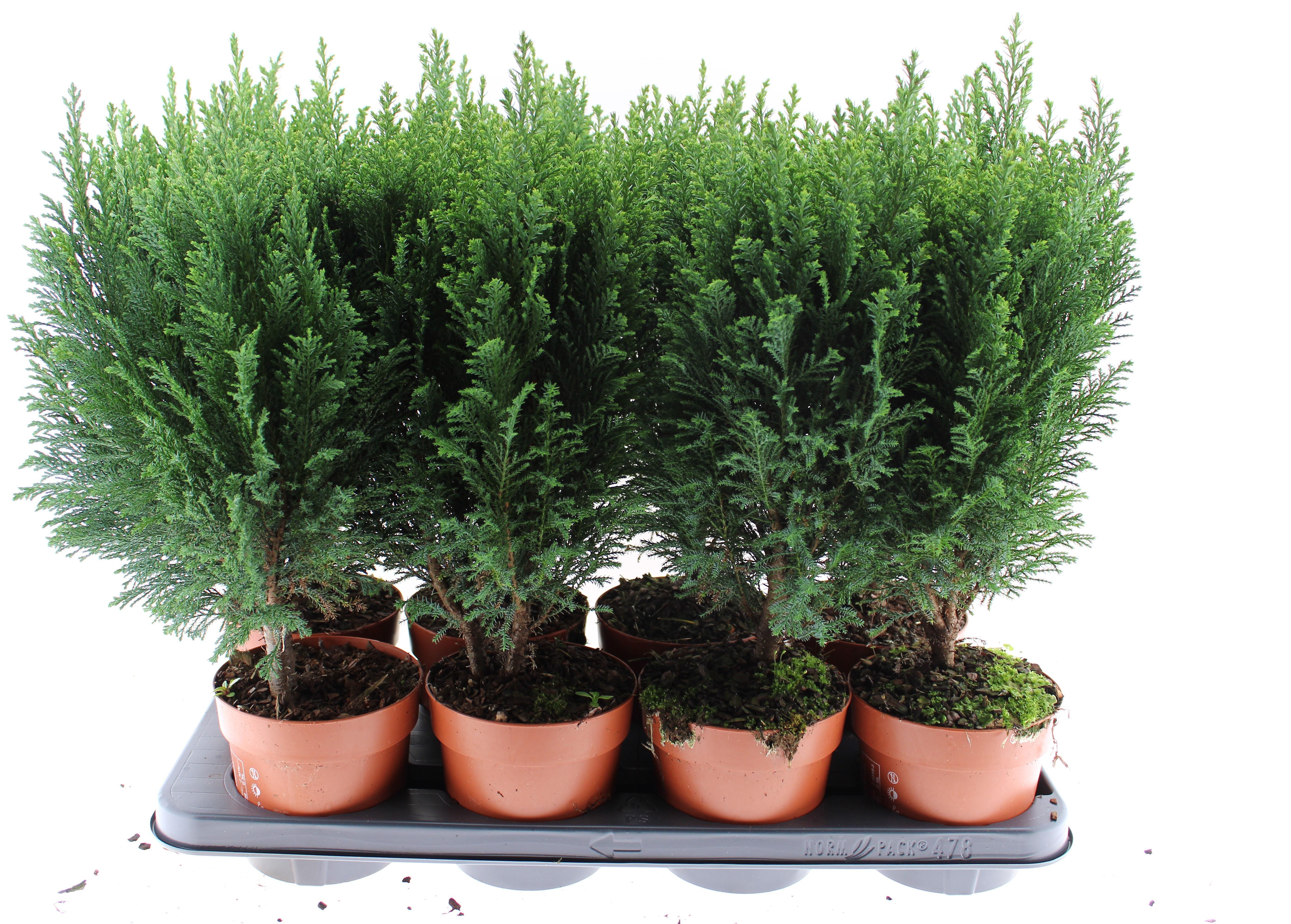 Горшечные цветы и растения оптом Chamaecyparis Law. Ellwoodii от 8шт из Голландии с доставкой по России