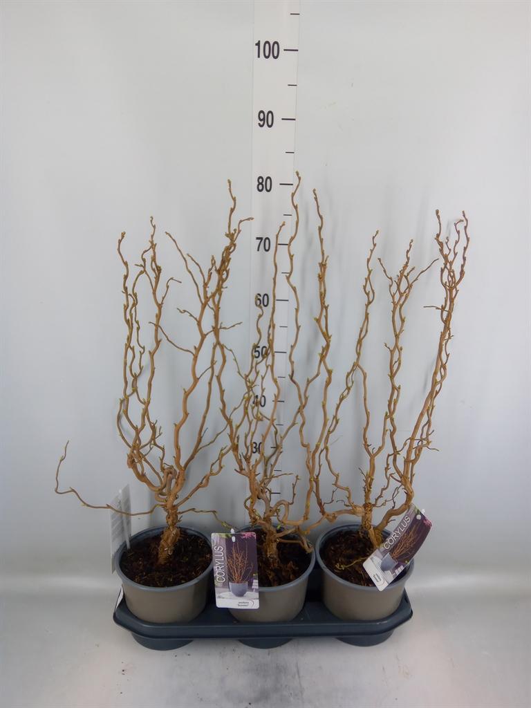 Горшечные цветы и растения оптом Corylus Avellana от 3шт из Голландии с доставкой по России