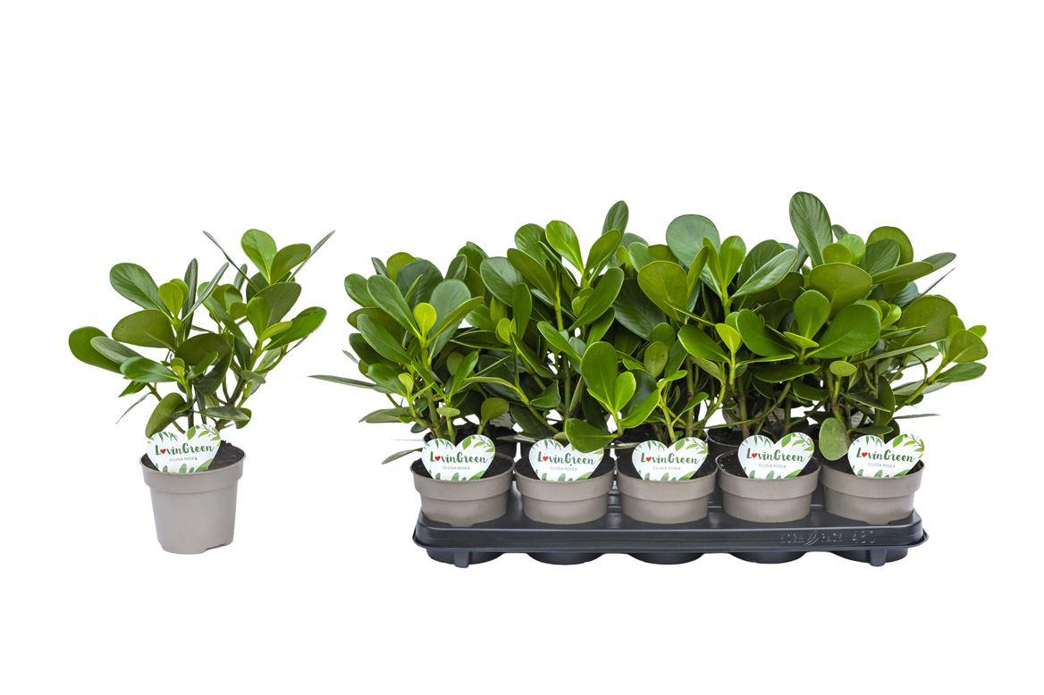 Горшечные цветы и растения оптом Clusia Rosea от 10шт из Голландии с доставкой по России