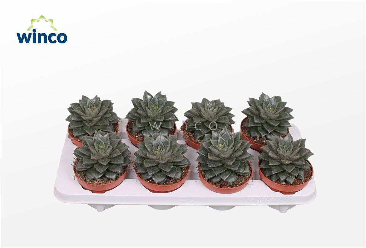 Горшечные цветы и растения оптом Echeveria Purpurea от 8шт из Голландии с доставкой по России