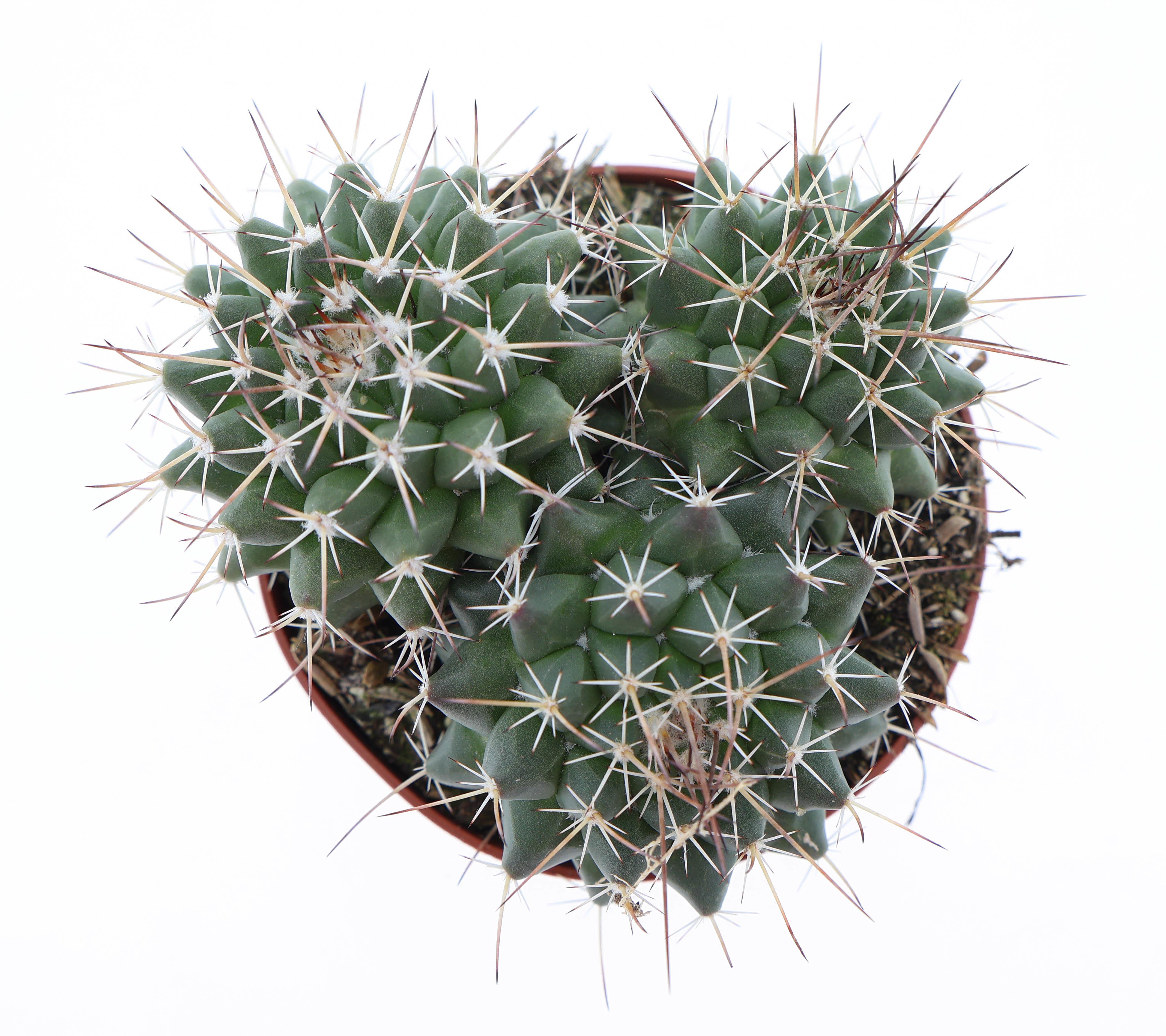 Горшечные цветы и растения оптом Mammillaria Mystax от 12шт (для телеги) из Голландии с доставкой по России