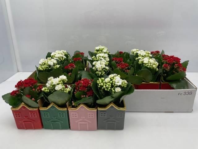 Горшечные цветы и растения оптом Kal Ge Gem Divers от 18шт (для телеги) из Голландии с доставкой по России