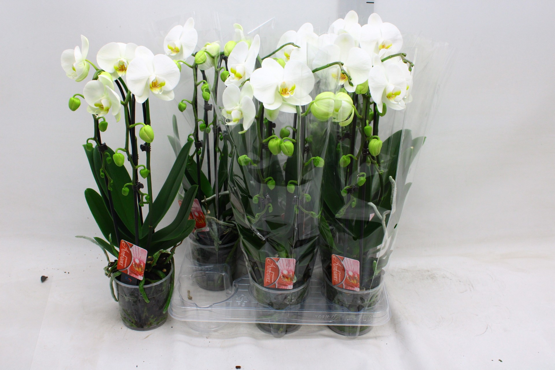 Горшечные цветы и растения оптом Phal El Cascade от 6шт из Голландии с доставкой по России