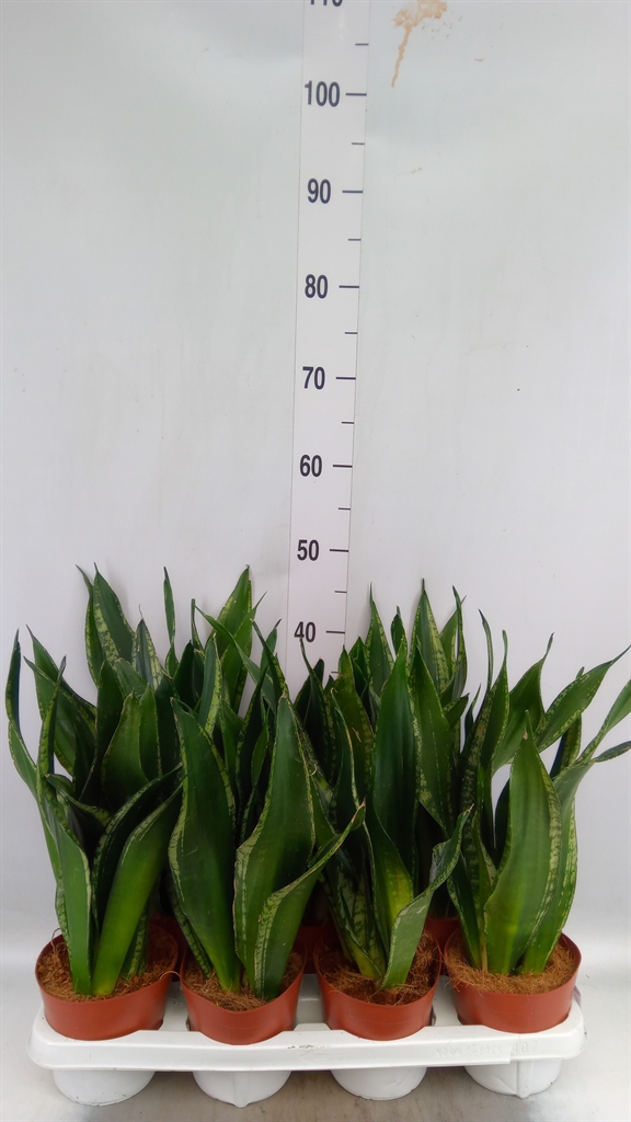 Горшечные цветы и растения оптом Sansevieria Diamond Hahnii - Hoogte от 7шт из Голландии с доставкой по России